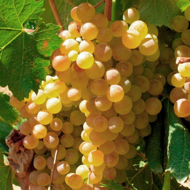 Вино верментино белое итальянское: сорт винограда, сухое, розовое, аромат, вкус, цвет, география