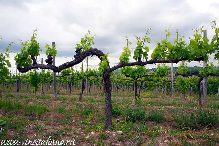 Томат атомный виноград брэда: описание сорта, отзывы, фото