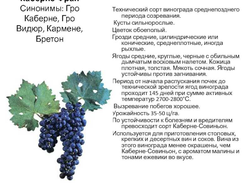 Виноград каберне совиньон, описание и фото, агротехника выращивания, урожайность, морозостойкость, применение