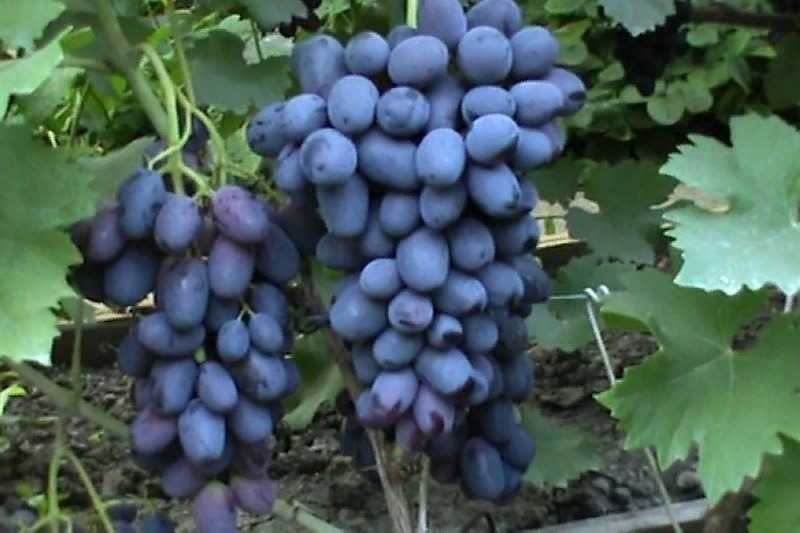 ᐉ новые сорта винограда для производства красных вин - виноград - roza-zanoza.ru