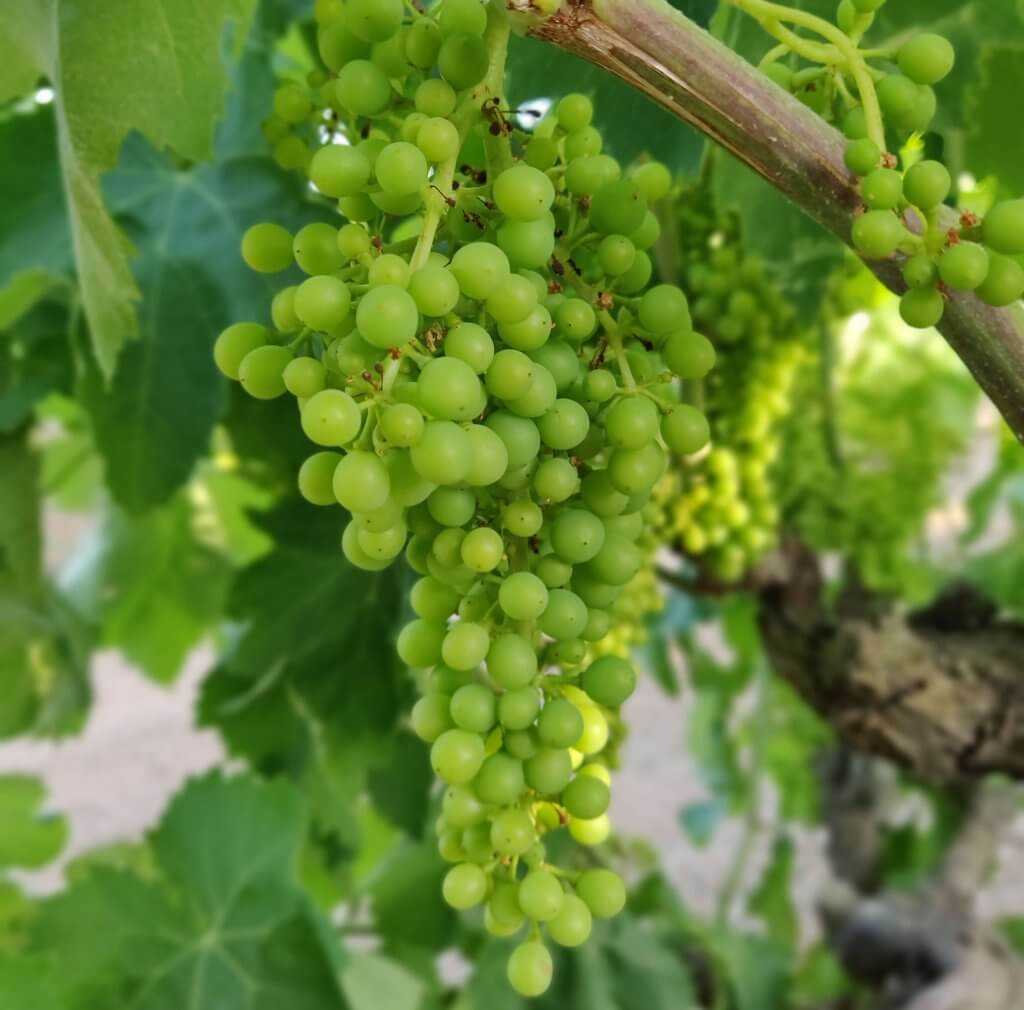 Сорта винограда для вина, из каких сортов производится белое и красное вино?
