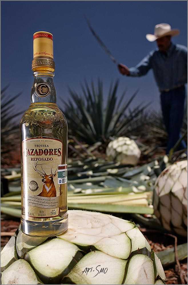 Из чего делают текилу: технология и схема производства tequila