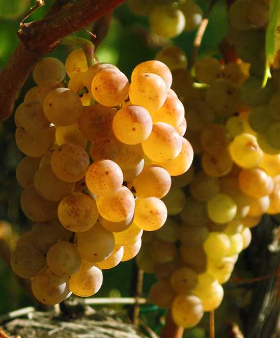 Ягуби — сорт винограда