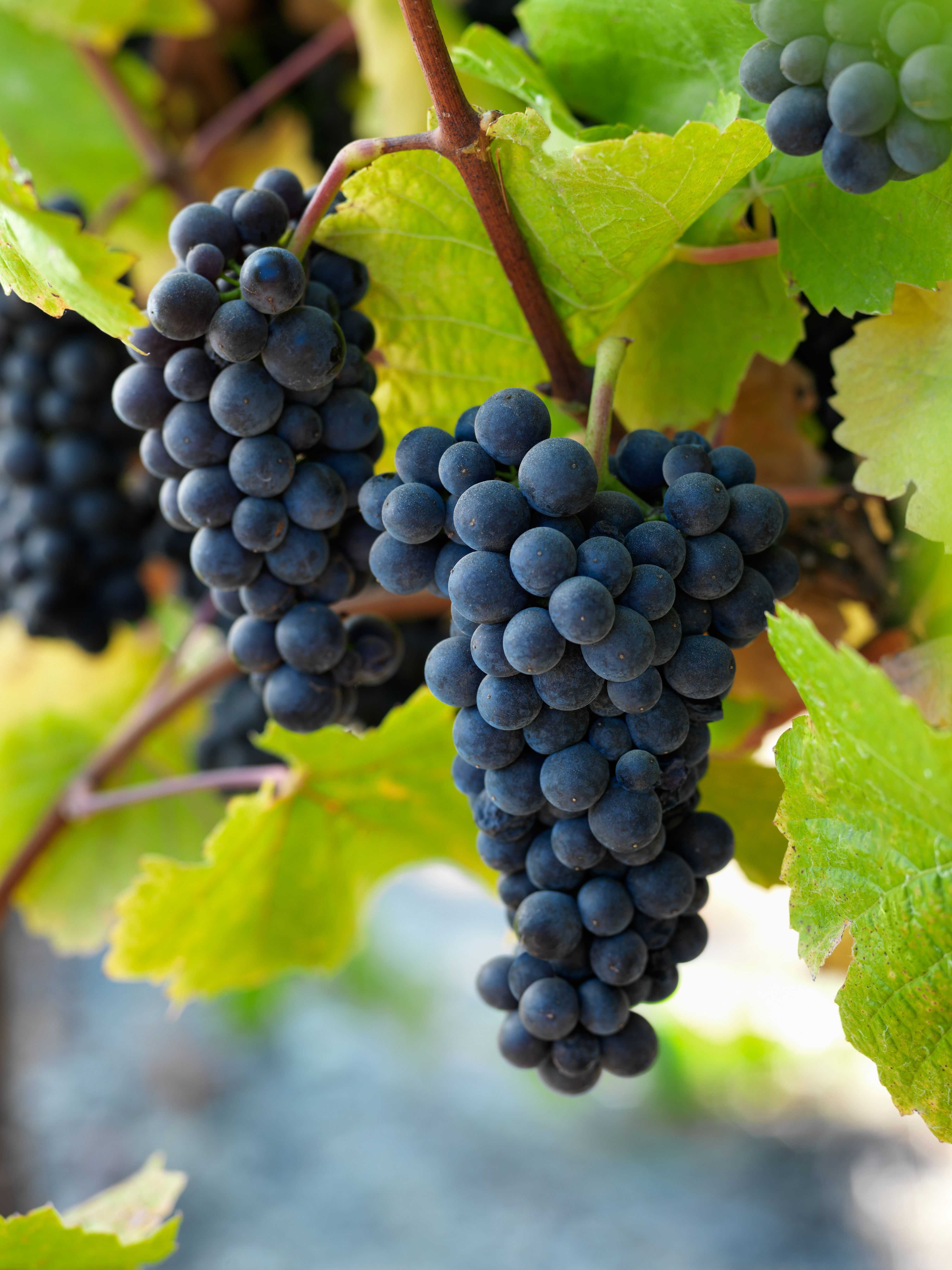 Пино нуар вино: особенности, вкус, обзор вина, описание сорта и правила выбора (100 фото)