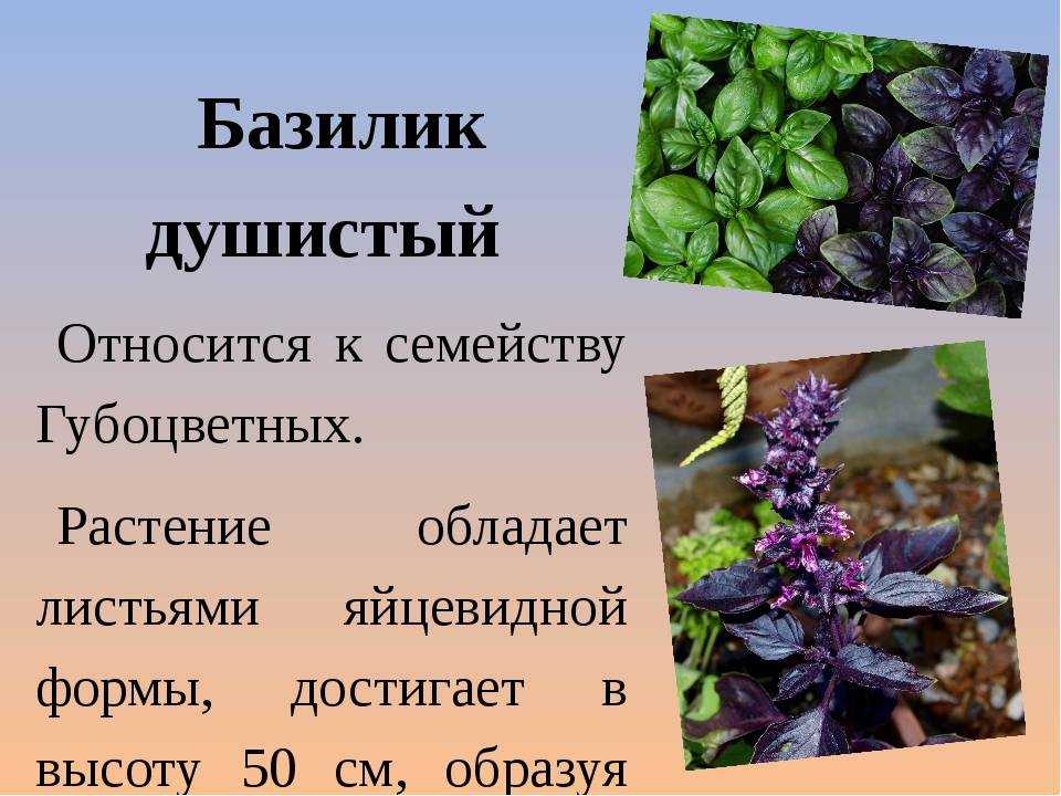 Рецепты народной медицины с применением базилика. растение ванги. базилик