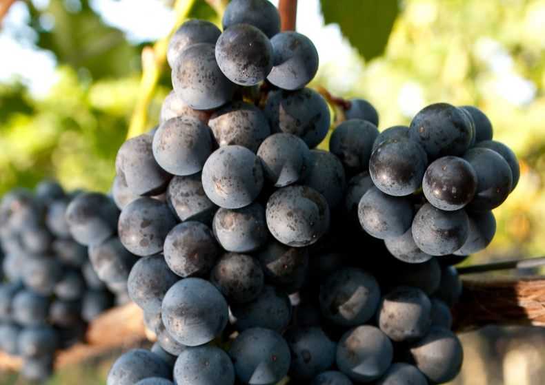 Санджовезе, сорт винограда: его описание и характеристики, выращивание и уход