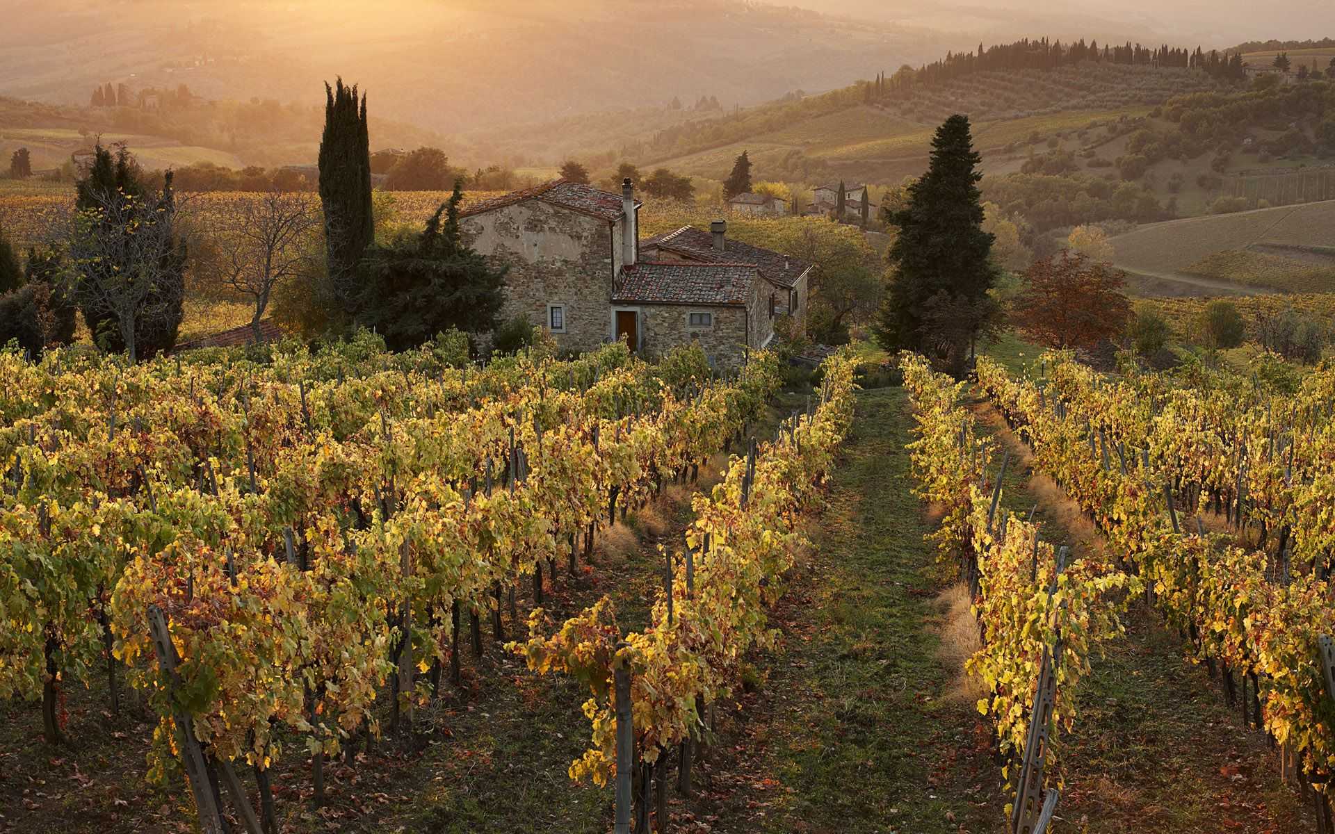 Винодельческие фермы тосканы: отдых у виноградной лозы | италия для италоманов