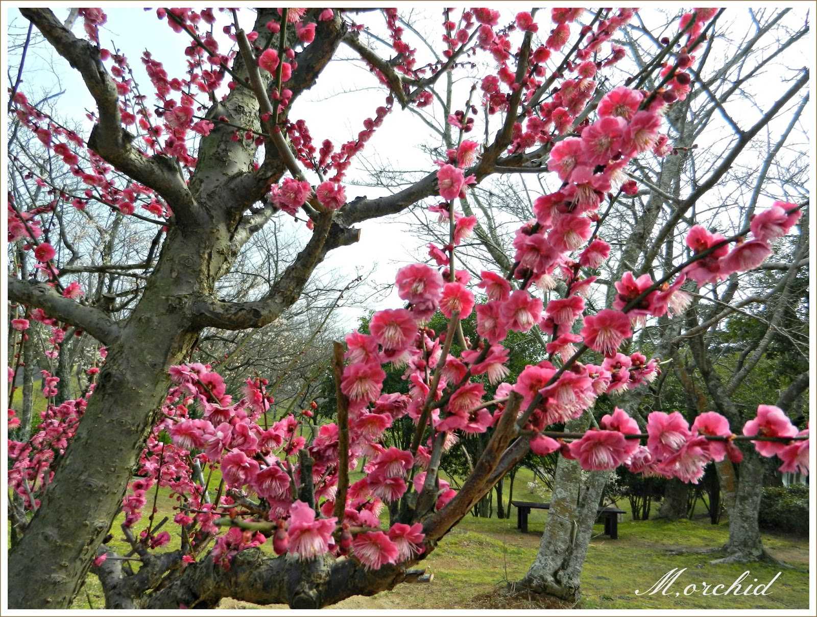 Японская слива (абрикос японский): описание, выращивание и использование плодов :: syl.ru