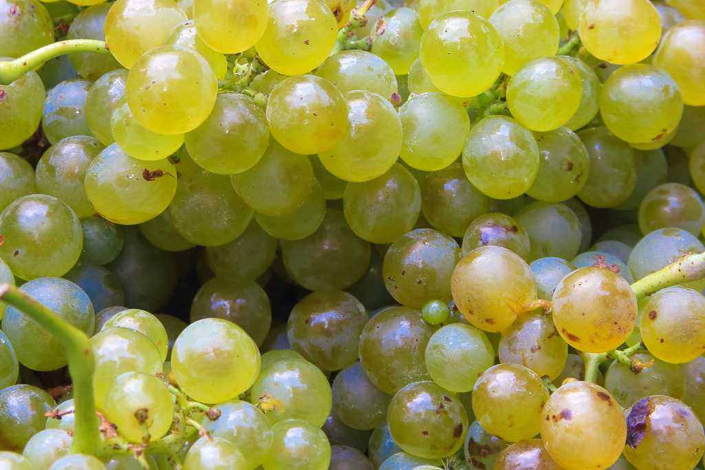 Аргентинские вина: характеристика сортов и регионов производства