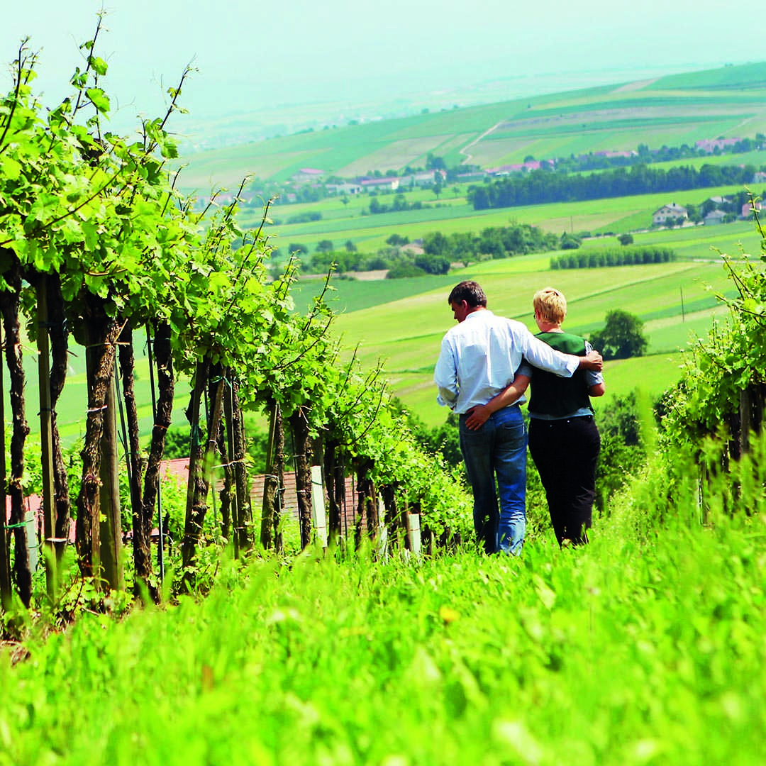 Классификация вин австрии | wine expertise