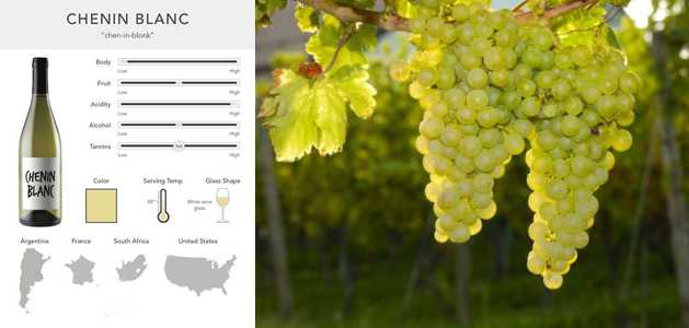 Совиньон блан (sauvignon blanc) - описание сорта винограда, вино