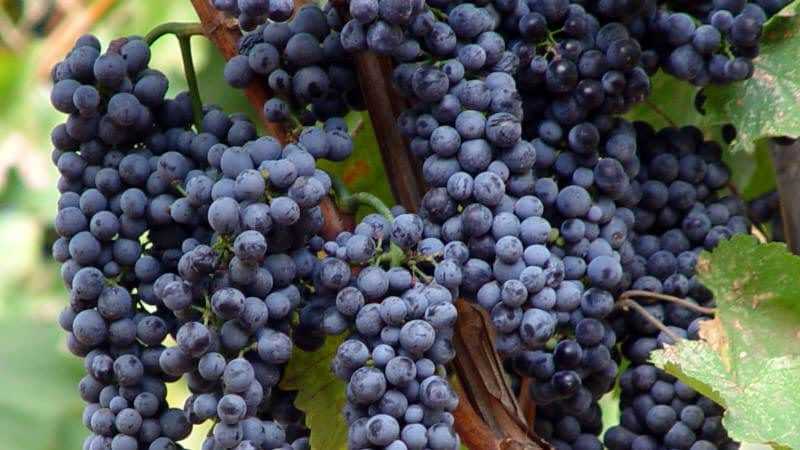 Красностоп: вино и сорт винограда, описание