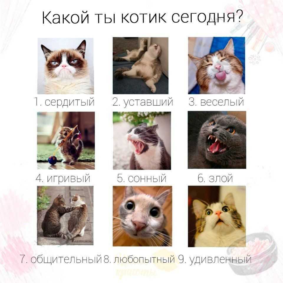 Какая ты кошка-воин?