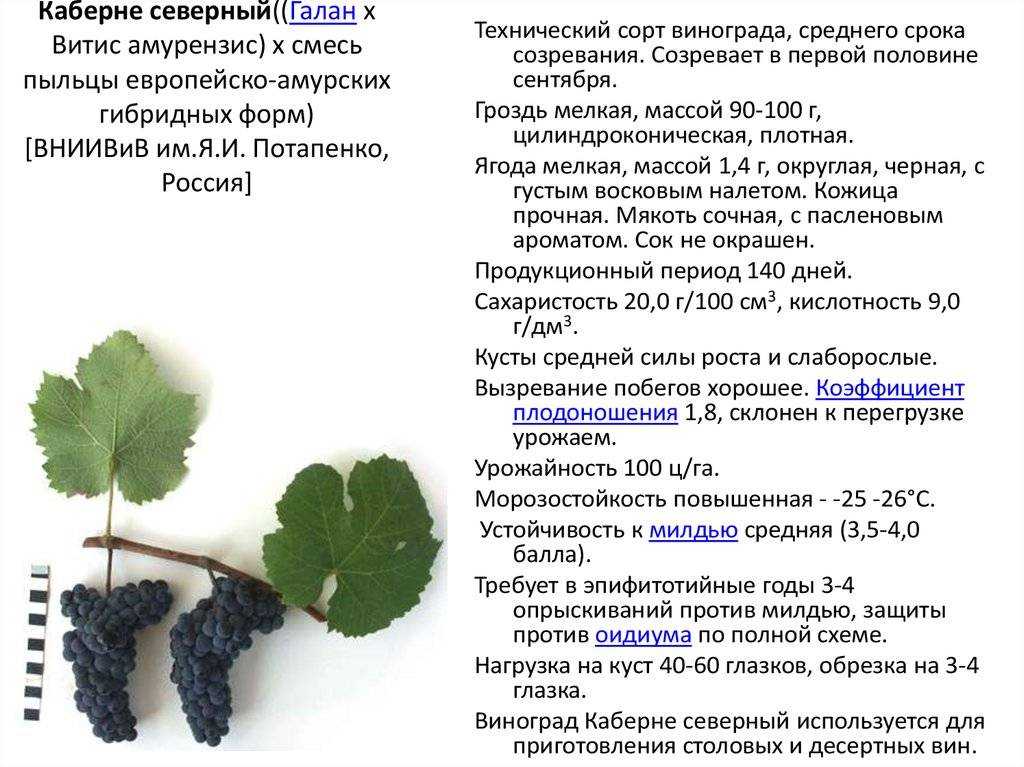 Сорт винограда каберне-совиньон: фото, отзывы, описание, характеристики.