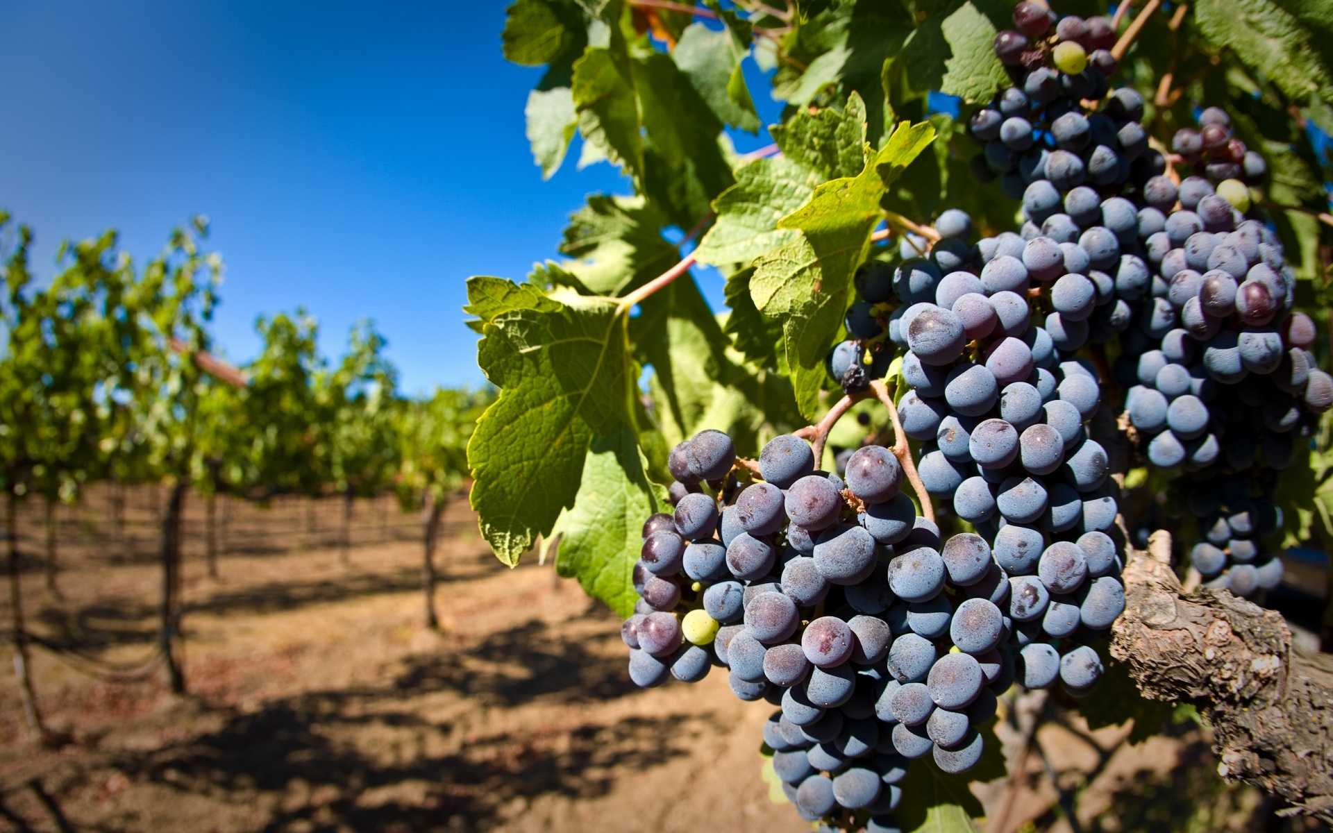 Виноделие во франции - основные этапы работ винодела при изготовлении вин
