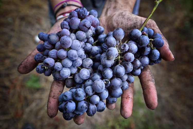 Виноград «галбена ноу» — отличный сорт без косточек