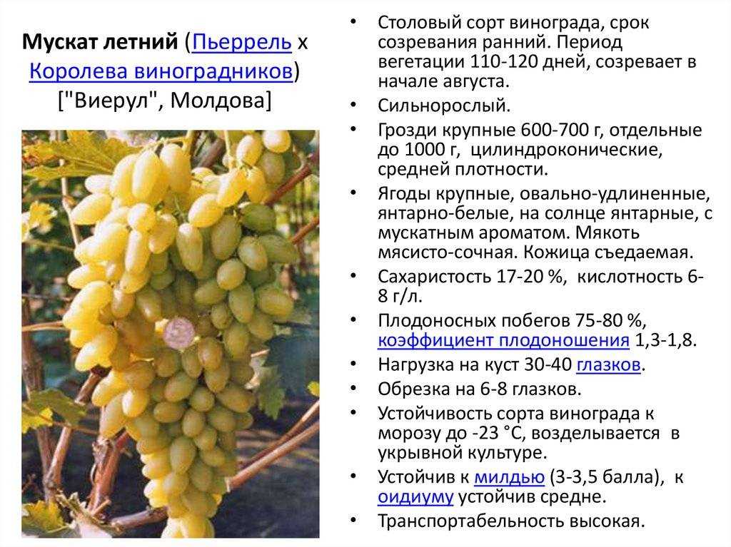 Описание и характеристика винограда сорта гарнача, посадка и уход