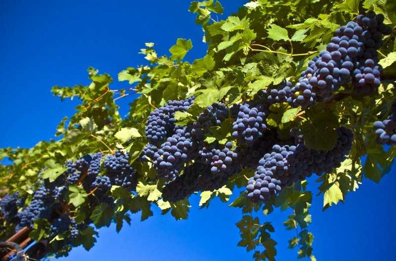 Виноделие в словении – история, виноградники, современные условия и продукты
