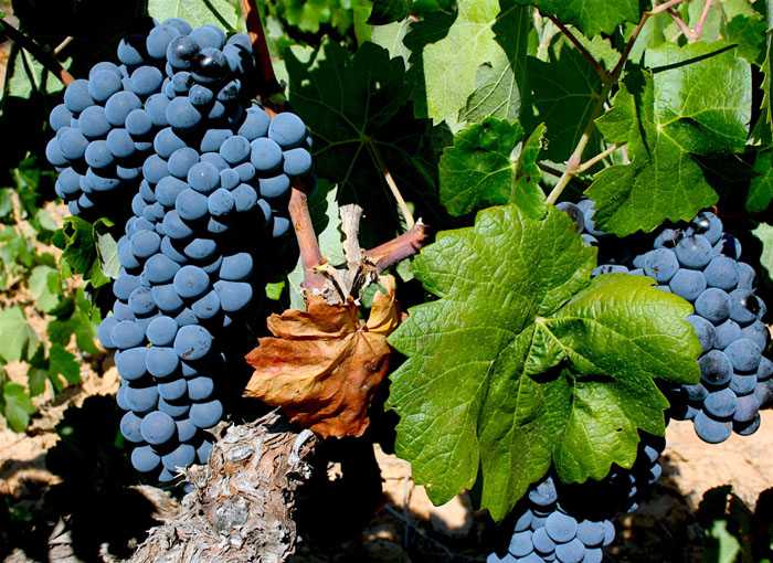 Сорт винограда бастардо (магарачский): описание, история, характеристики и так далее | я люблю вино