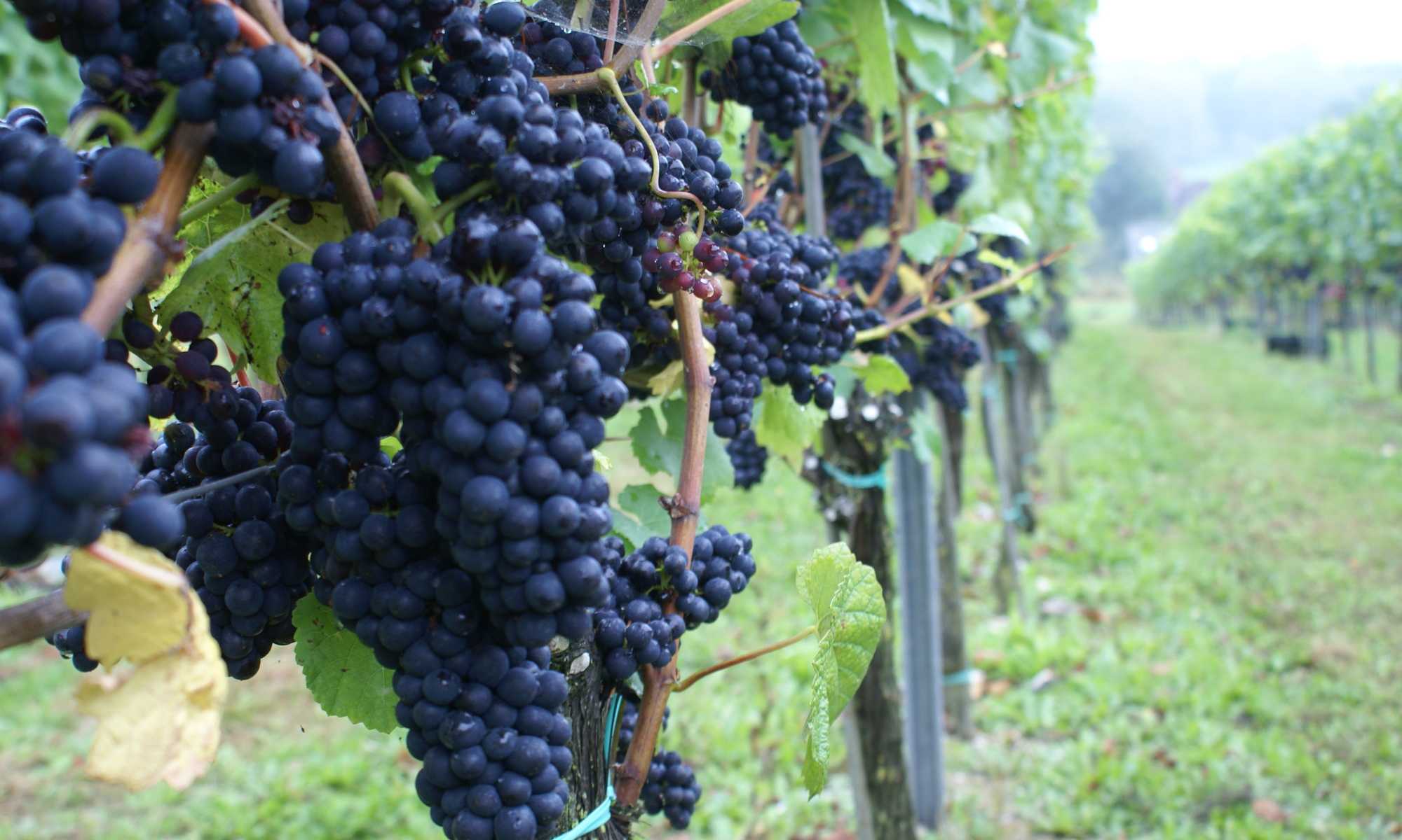 Сорт винограда пино нуар, характеристики и описание, вино пино нуар