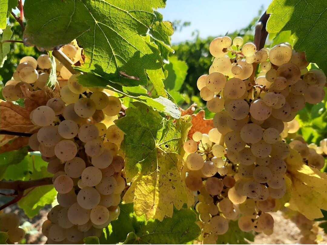 Рислинг рейнский - описание и характеристика сорта винограда