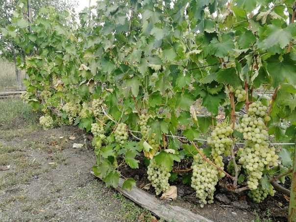 Сорта винограда для вина - винные сорта в условиях холодного климата + видео
