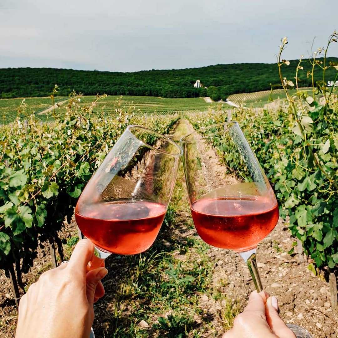 От саженца до бутылки: как устроено хозяйство «кубань-вино» | simple wine news