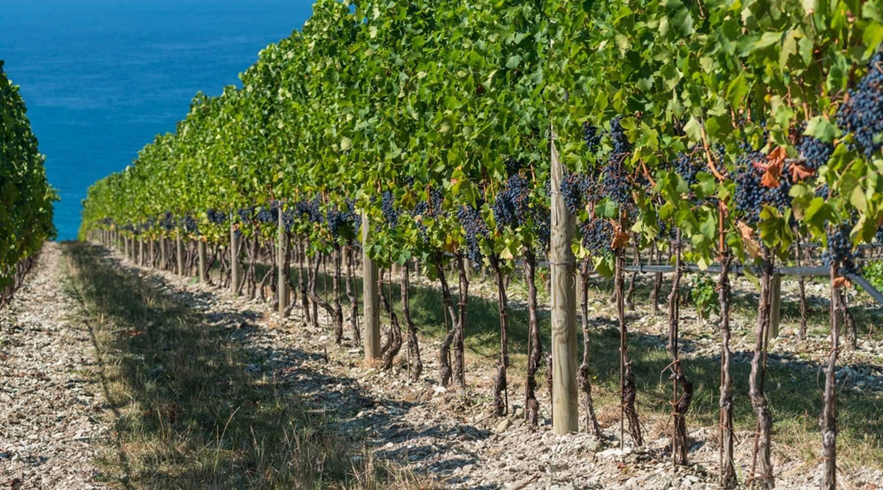 Вина грузии и армении. история виноделия в грузии