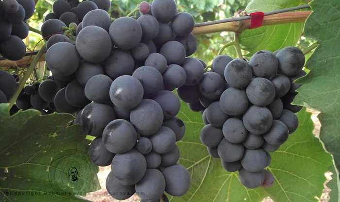 Сорт винограда бастардо (магарачский): описание, история, характеристики и так далее