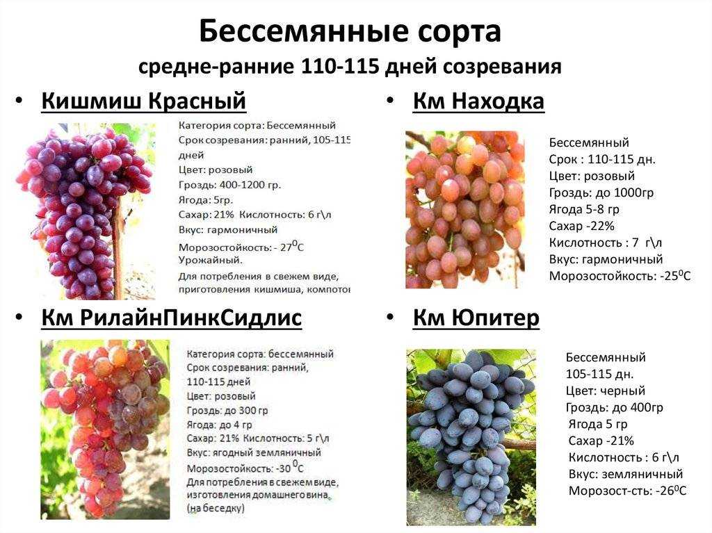 Винные сорта винограда: разделение на технические и столовые, для красных и белых вин