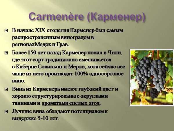 Карменер – классический технический сорт винограда