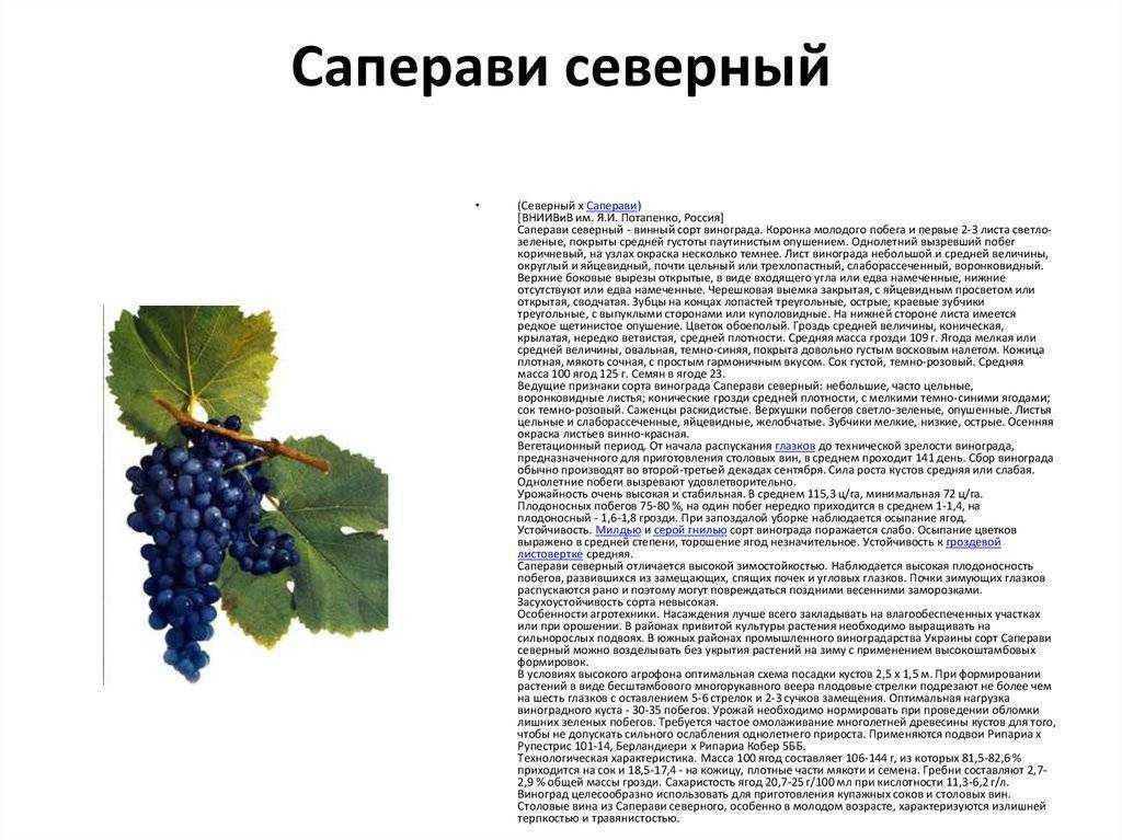 Сорт винограда мерло (merlot): описание, характеристика, вкус и аромат вина | я люблю вино