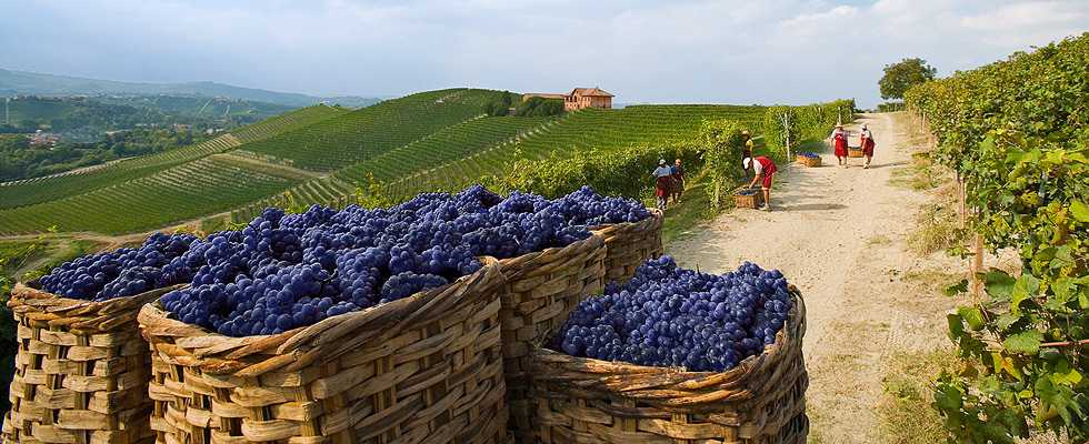 Истоки и история виноделия
